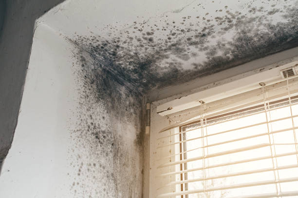 Affordable Mold Inspection And Testing solutions in Park Ridge, NJ